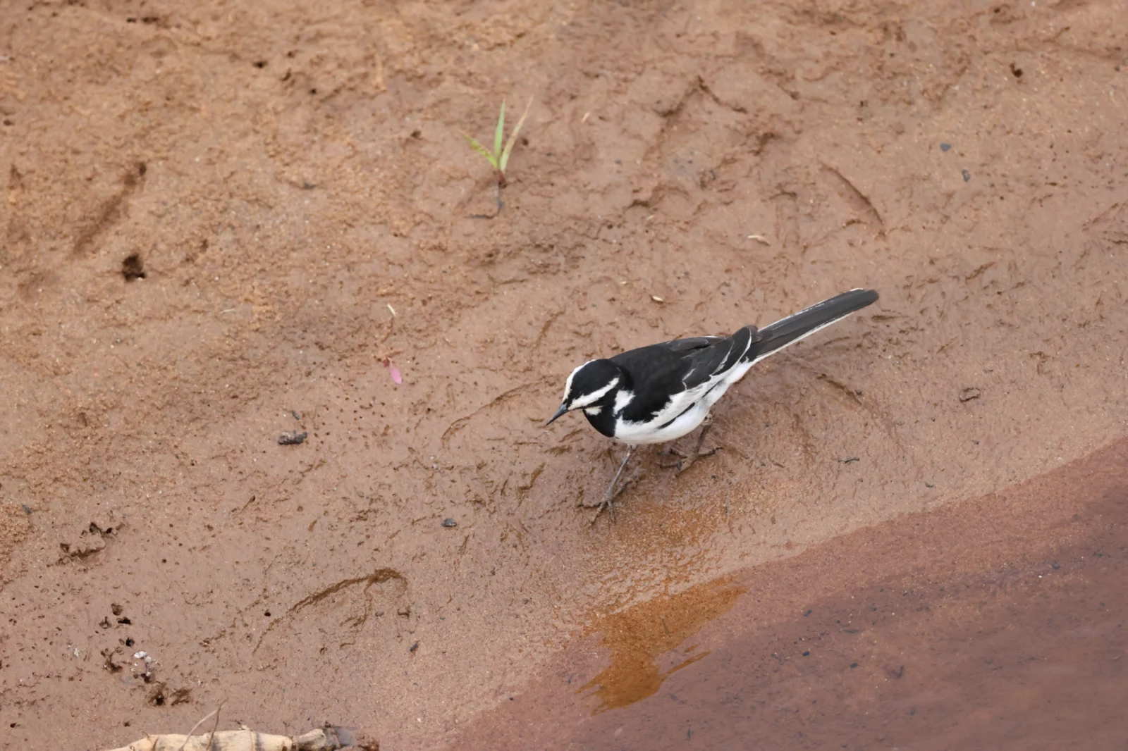 African Pied Wagtail (Bontkwikkie)