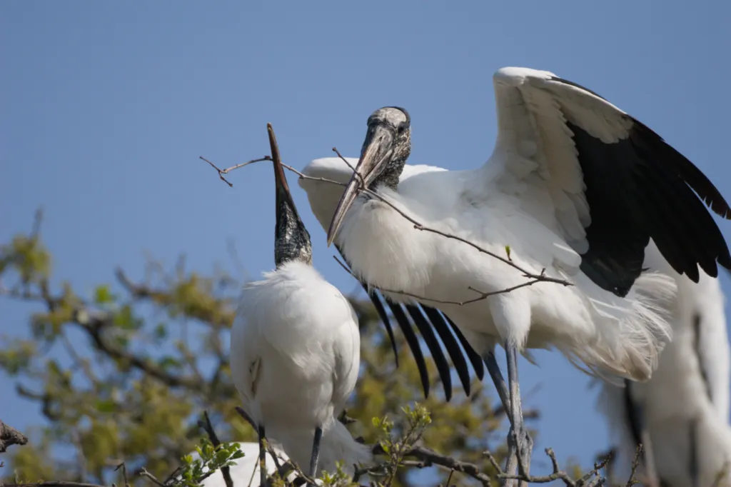 African Sacred Ibis (Skoorsteenveër)