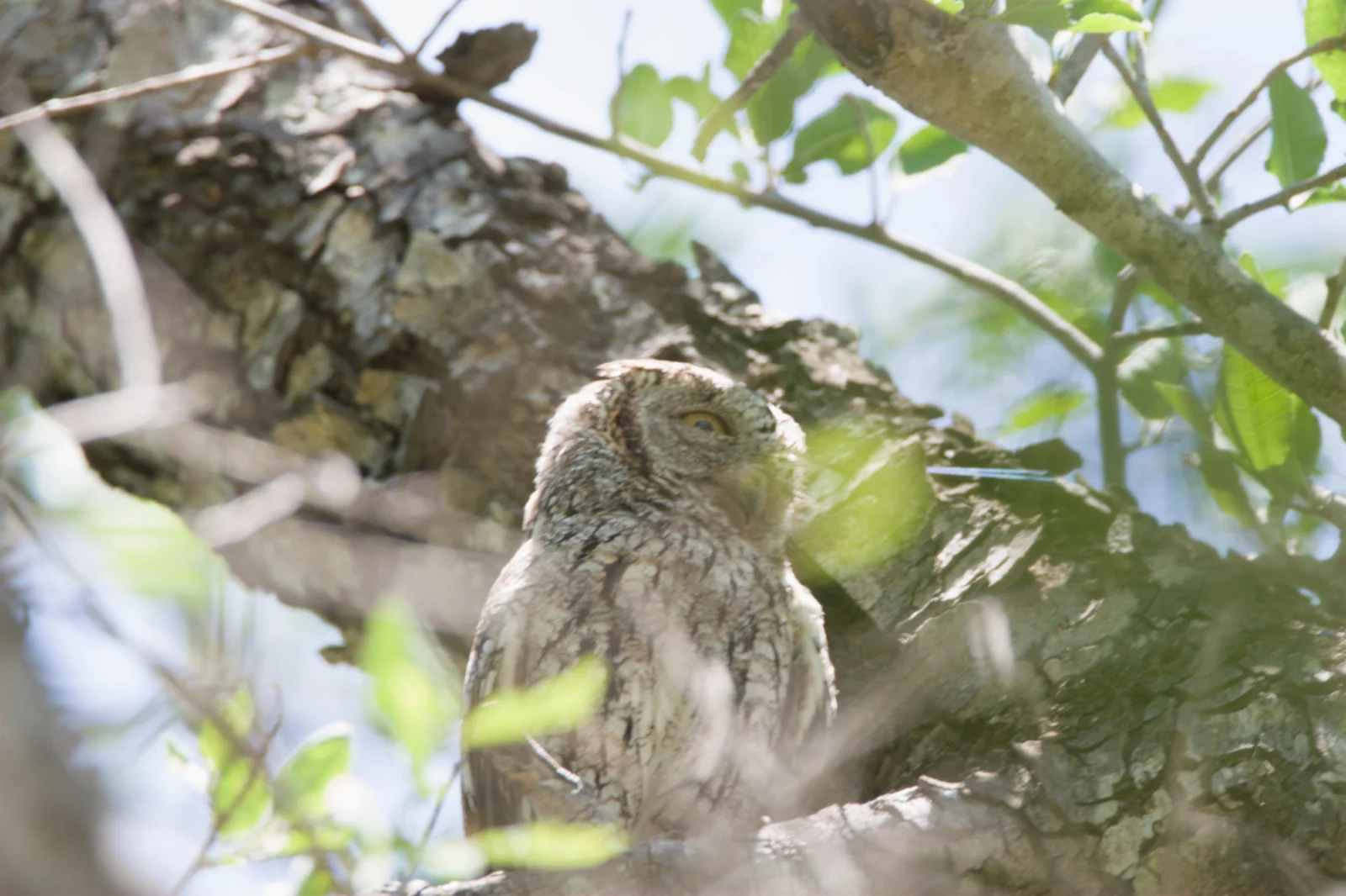 African Scops Owl (Skopsuil)