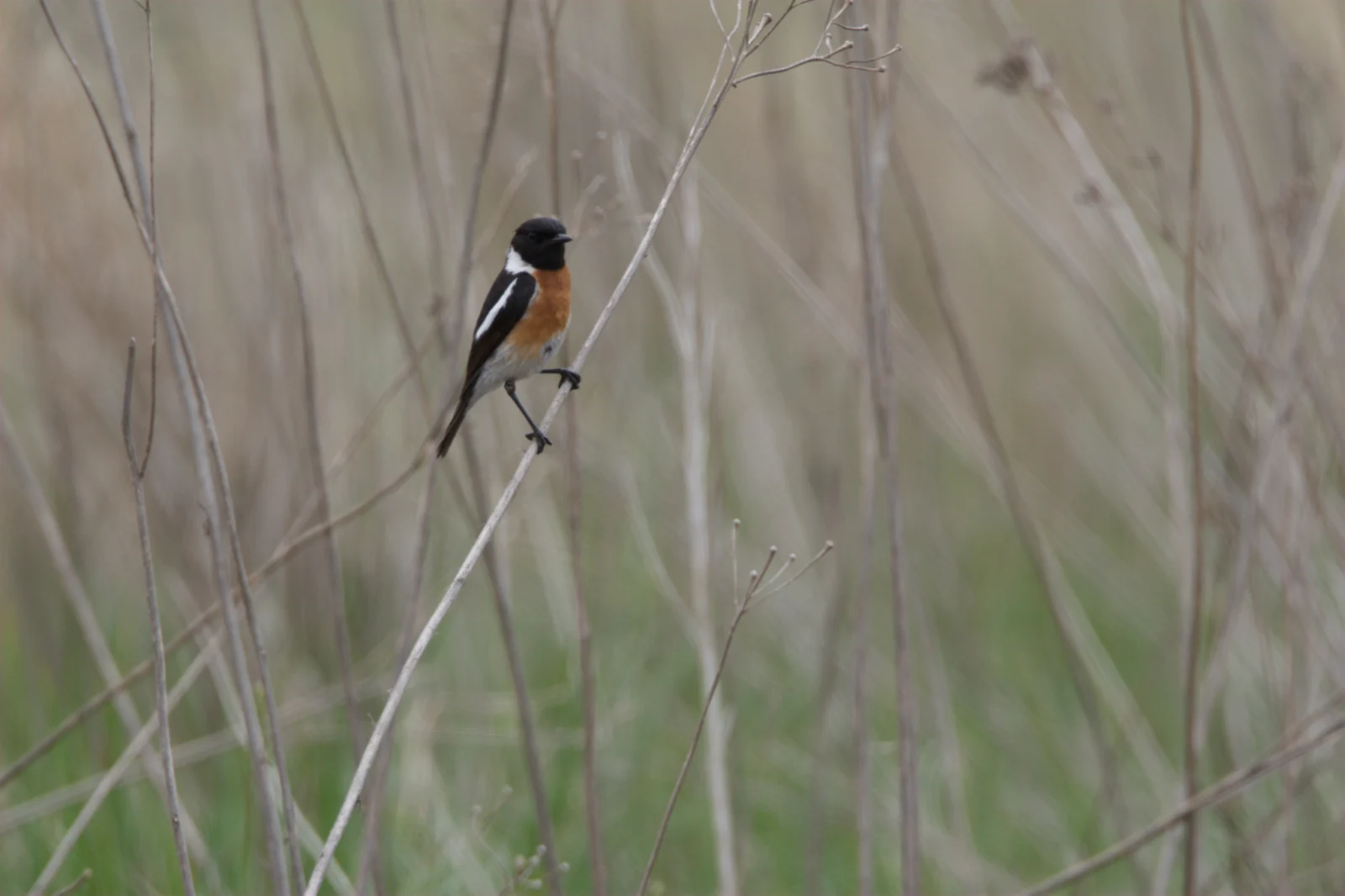 African Stonechat (Gewone Bontrokkie)