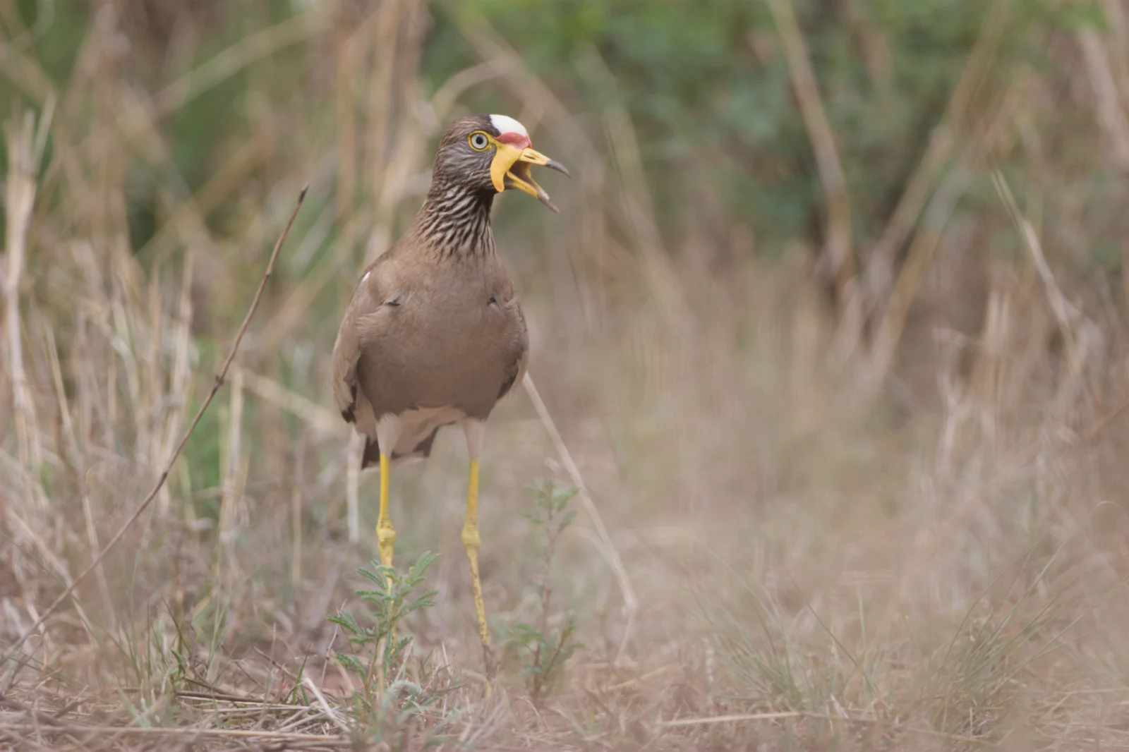 African Wattled Lapwing (Lelkiewiet)