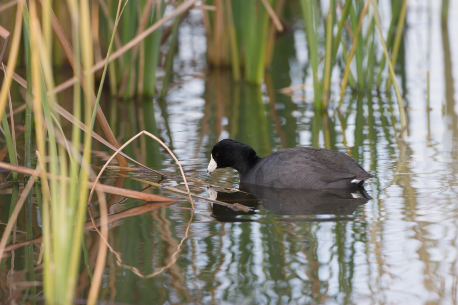 American Coot