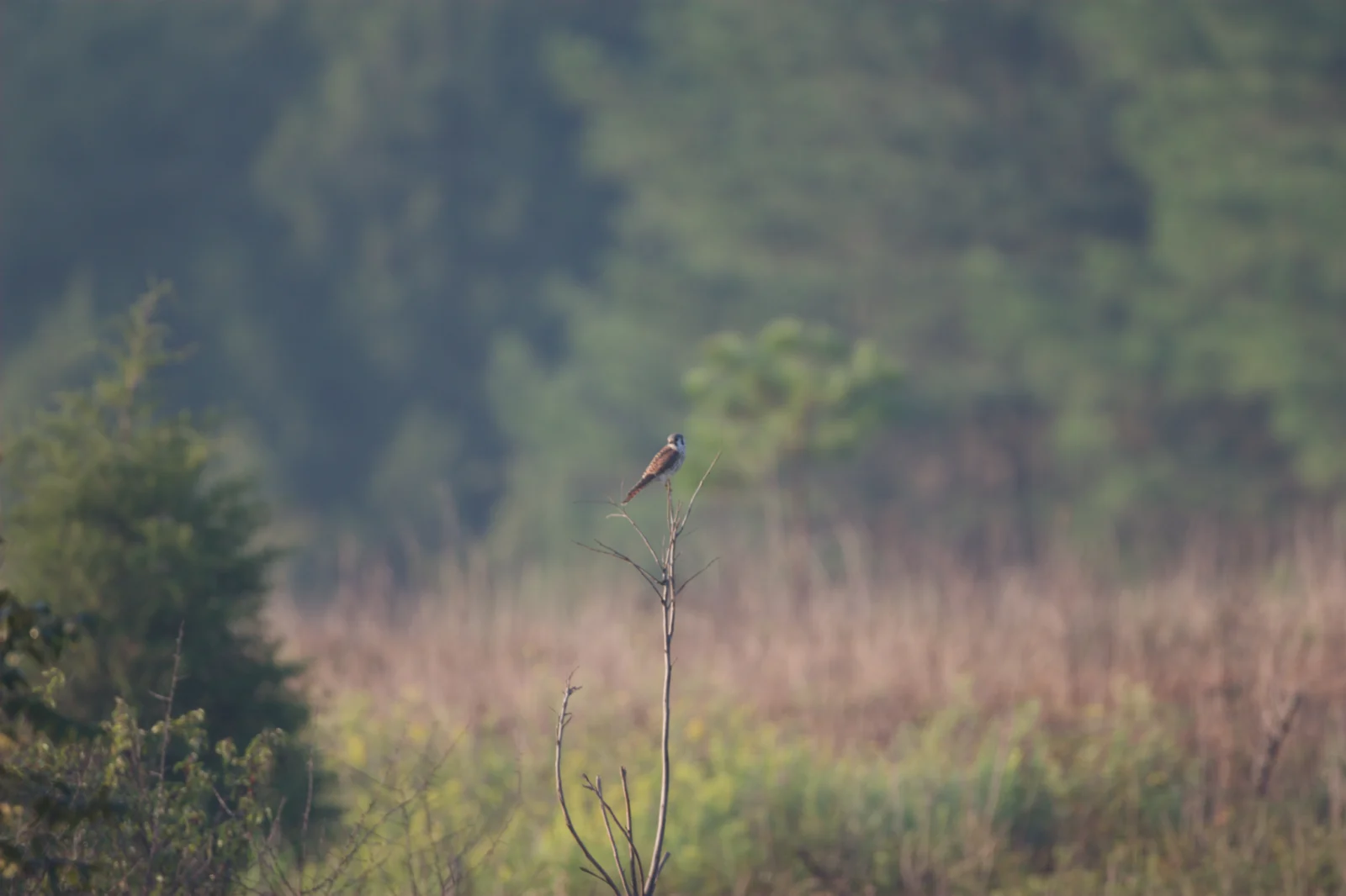 American Kestrel
