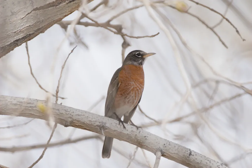 American Robin