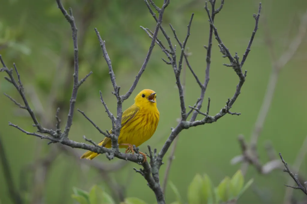 American Yellow Warbler