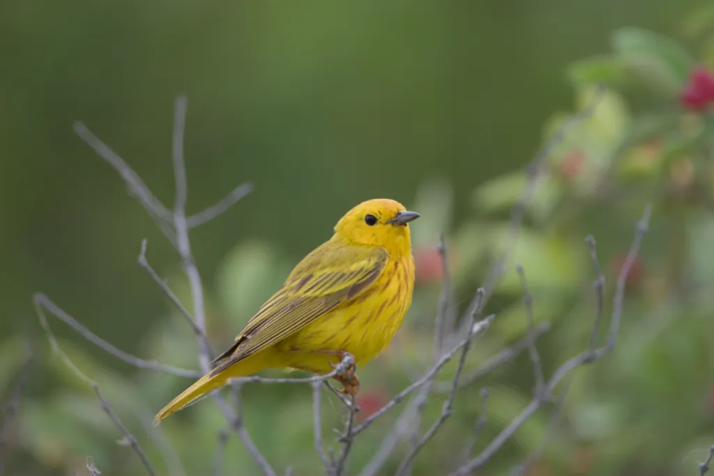American Yellow Warbler