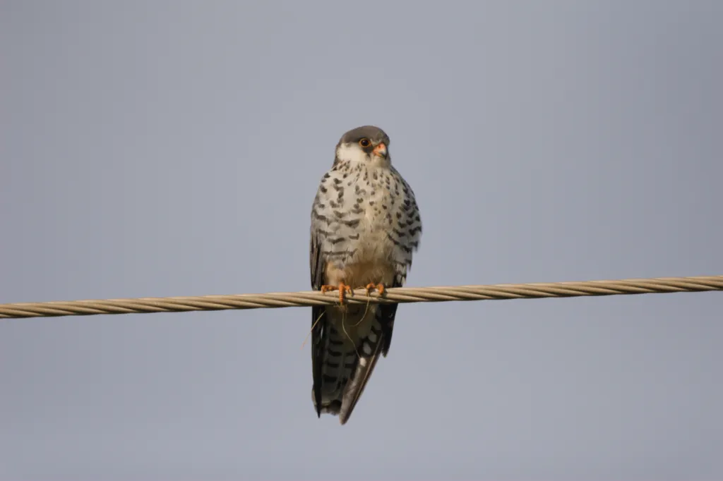 Amur Falcon (Oostelike Rooipootvalk)