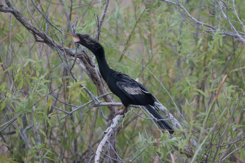 Anhinga