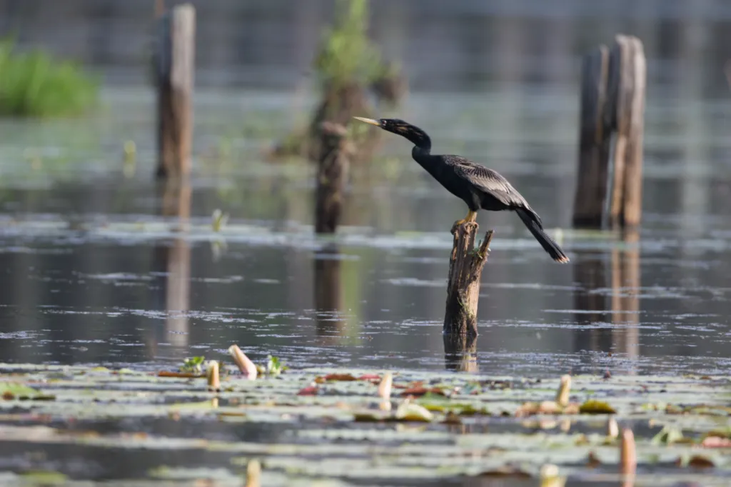 Anhinga