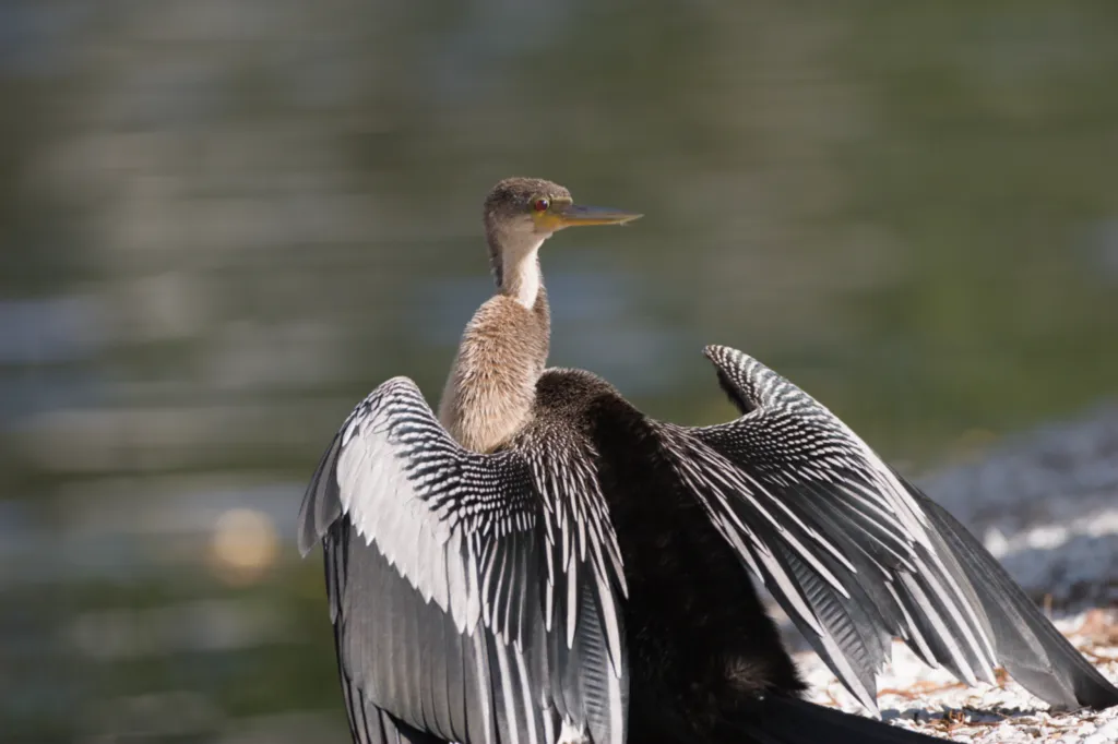 Anhinga