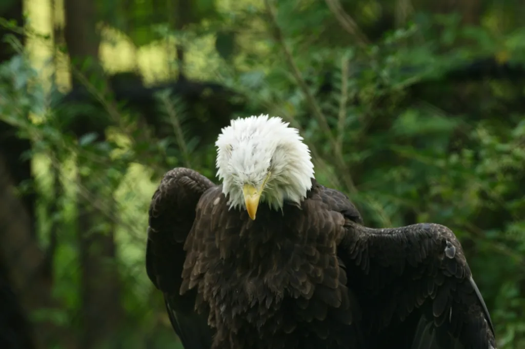 Bald Eagle