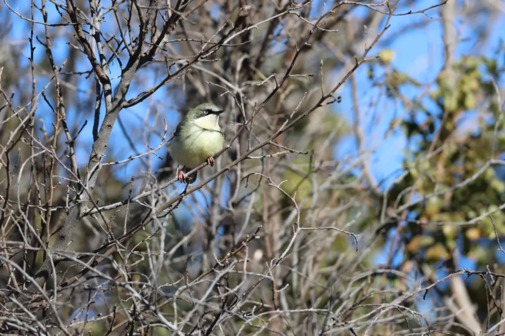 Bar-throated Apalis (Bandkeelkleinjantjie)