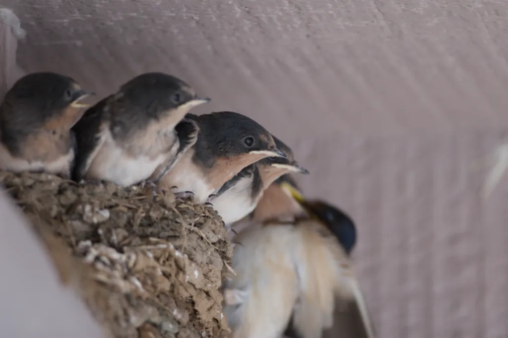 Barn Swallow (Europese Swael)