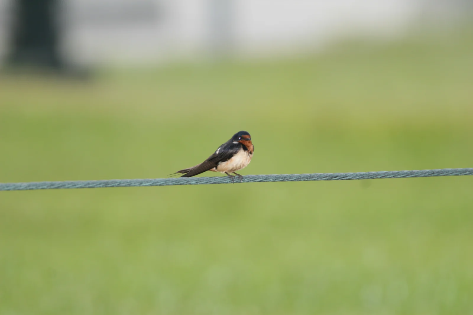 Barn Swallow (Europese Swael)