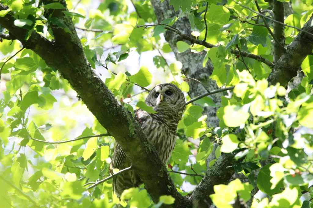 Barred Owl (Gebande Uil)