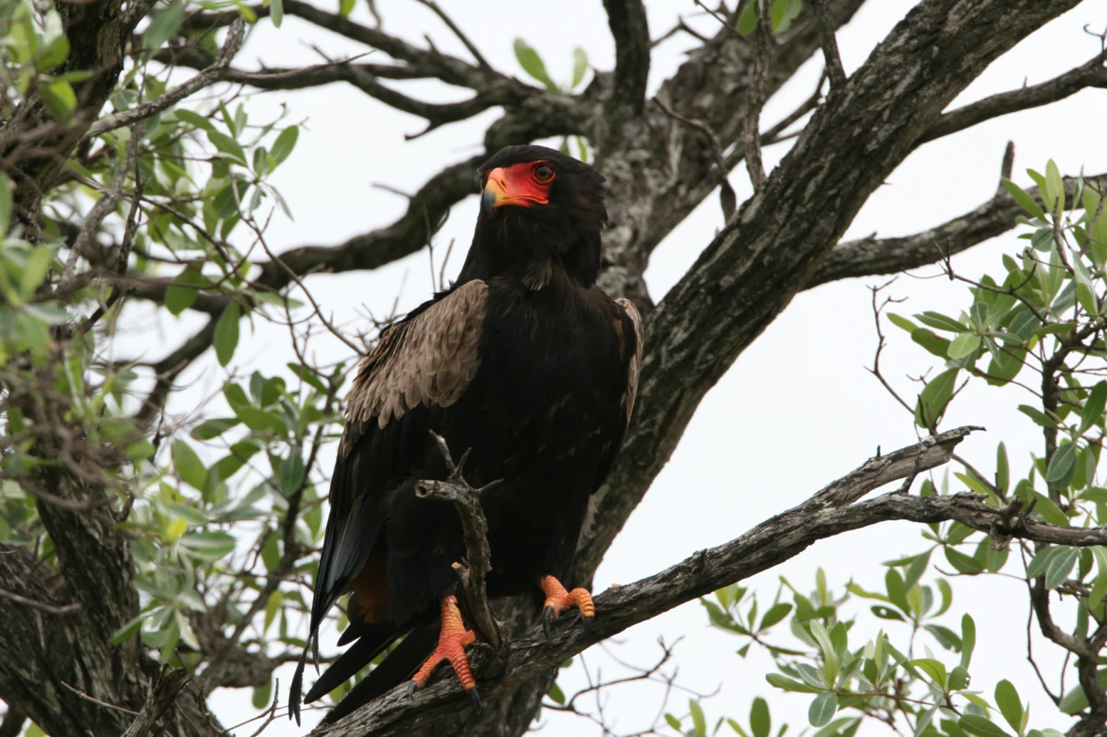 Bateleur (Berghaan)