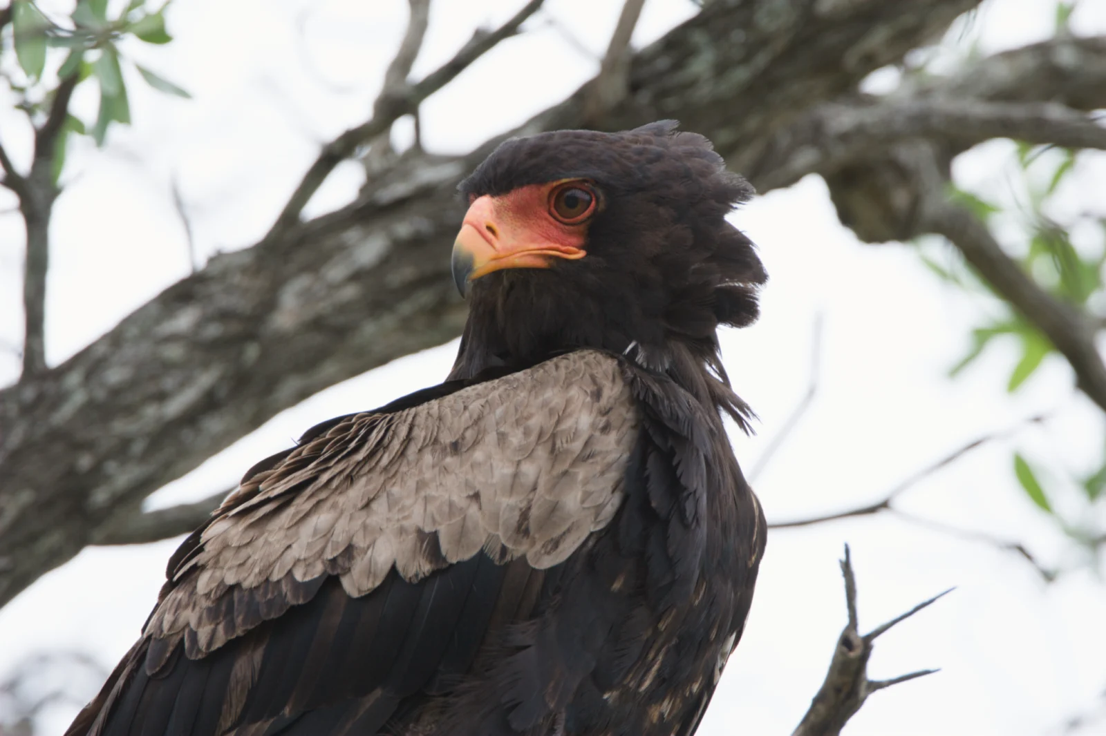 Bateleur (Berghaan)
