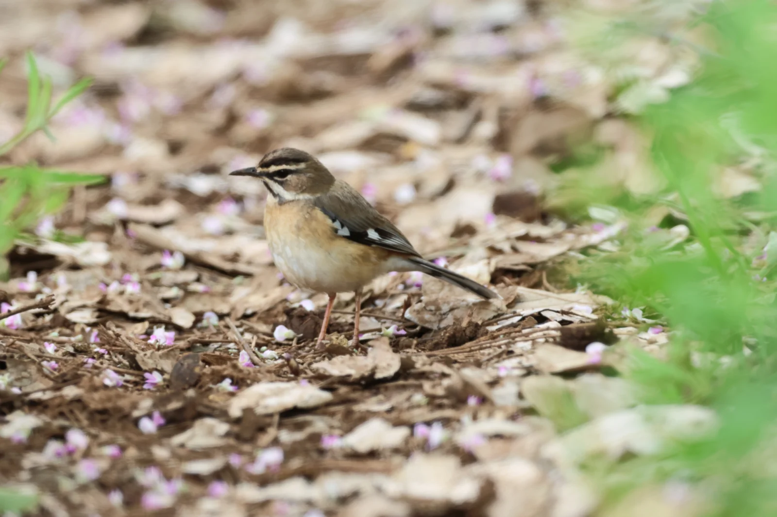 Bearded Scrub Robin (Baardwipstert)