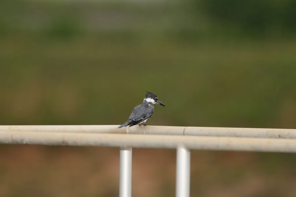 Belted Kingfisher