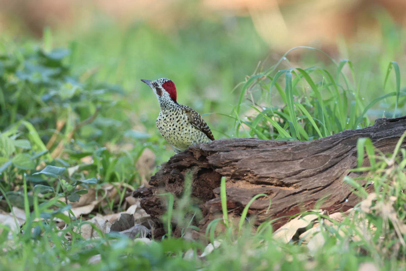 Bennett’s Woodpecker (Bennettspeg)