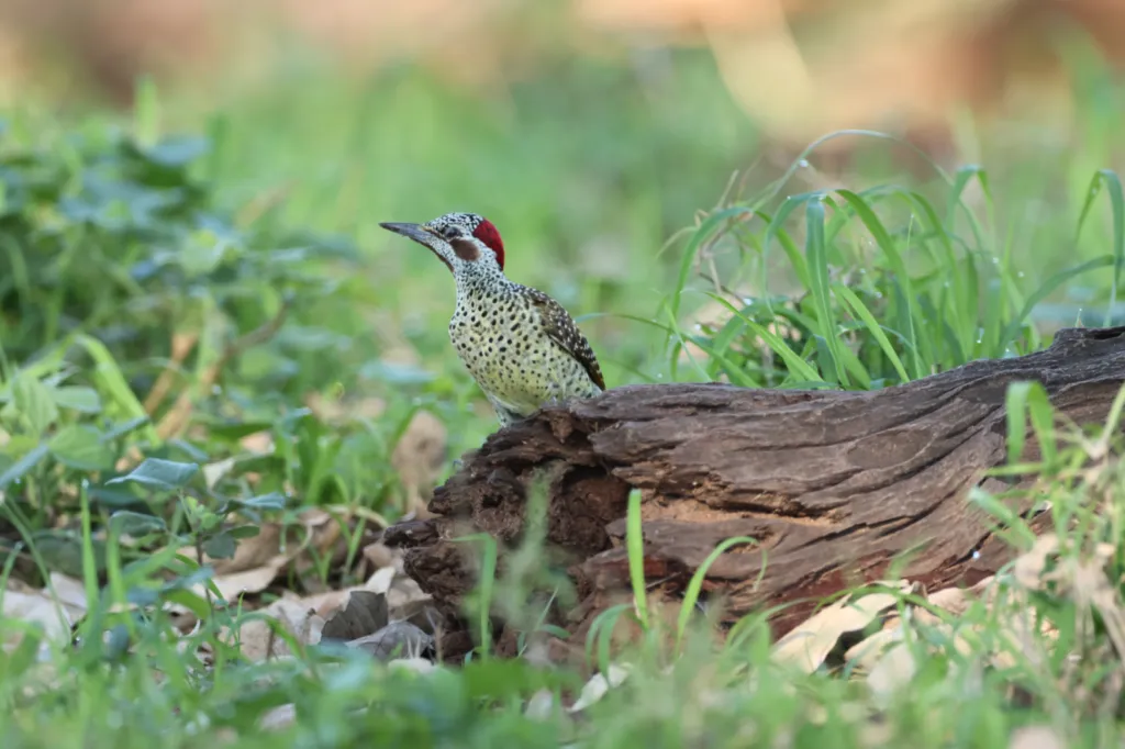 Bennett’s Woodpecker (Bennettspeg)