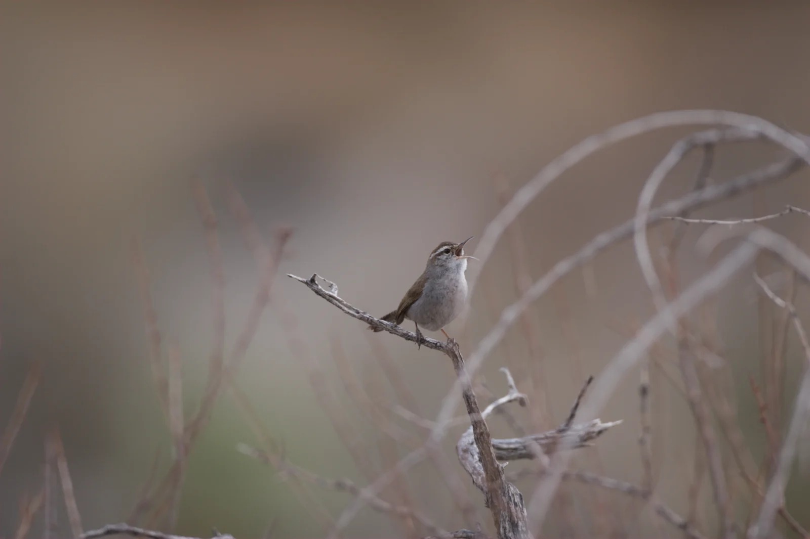 Bewick's Wren