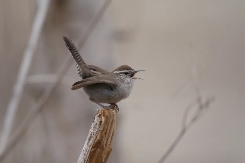 Bewick's Wren