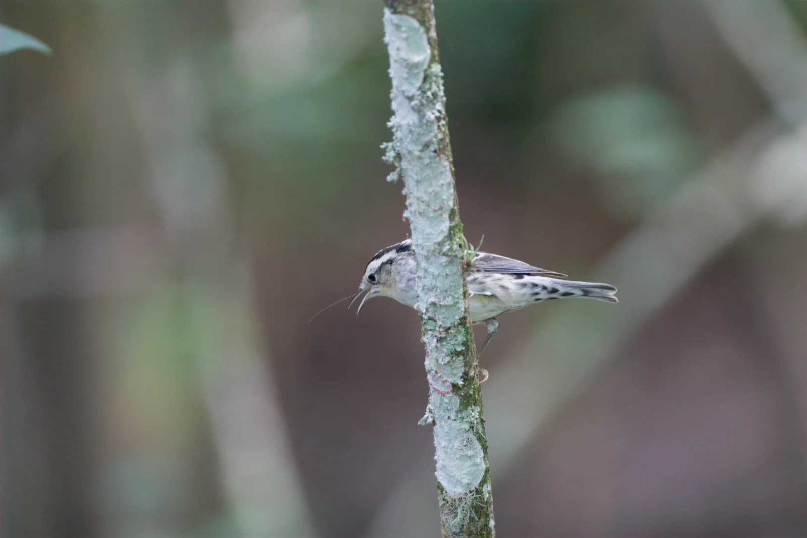 Black-and-white Warbler
