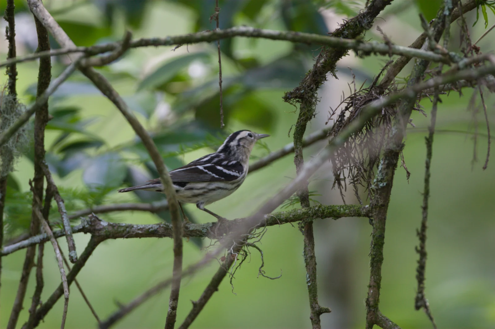Black-and-white Warbler