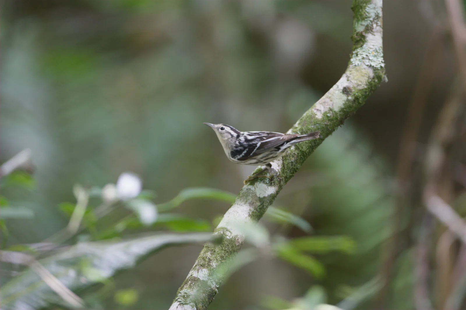 Black-and-white Warbler