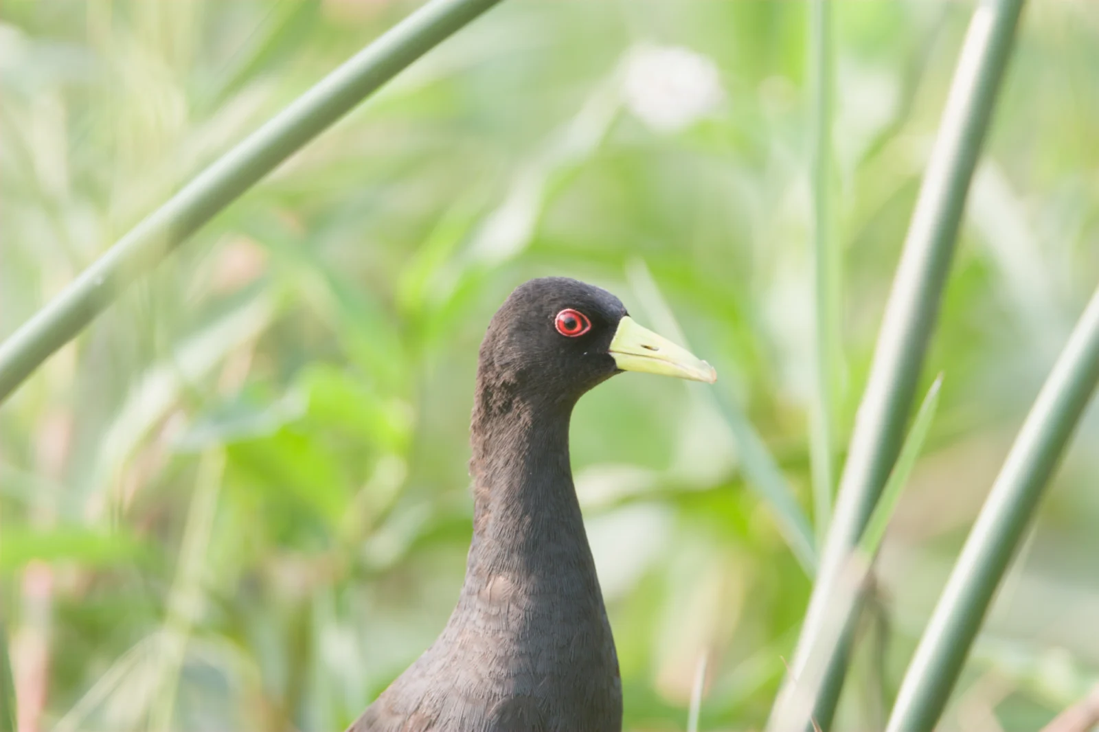 Black Crake (Swartriethaan)