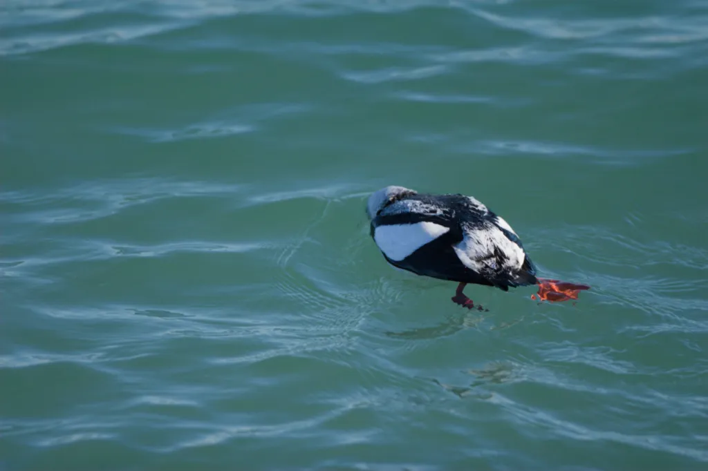 Black Guillemot