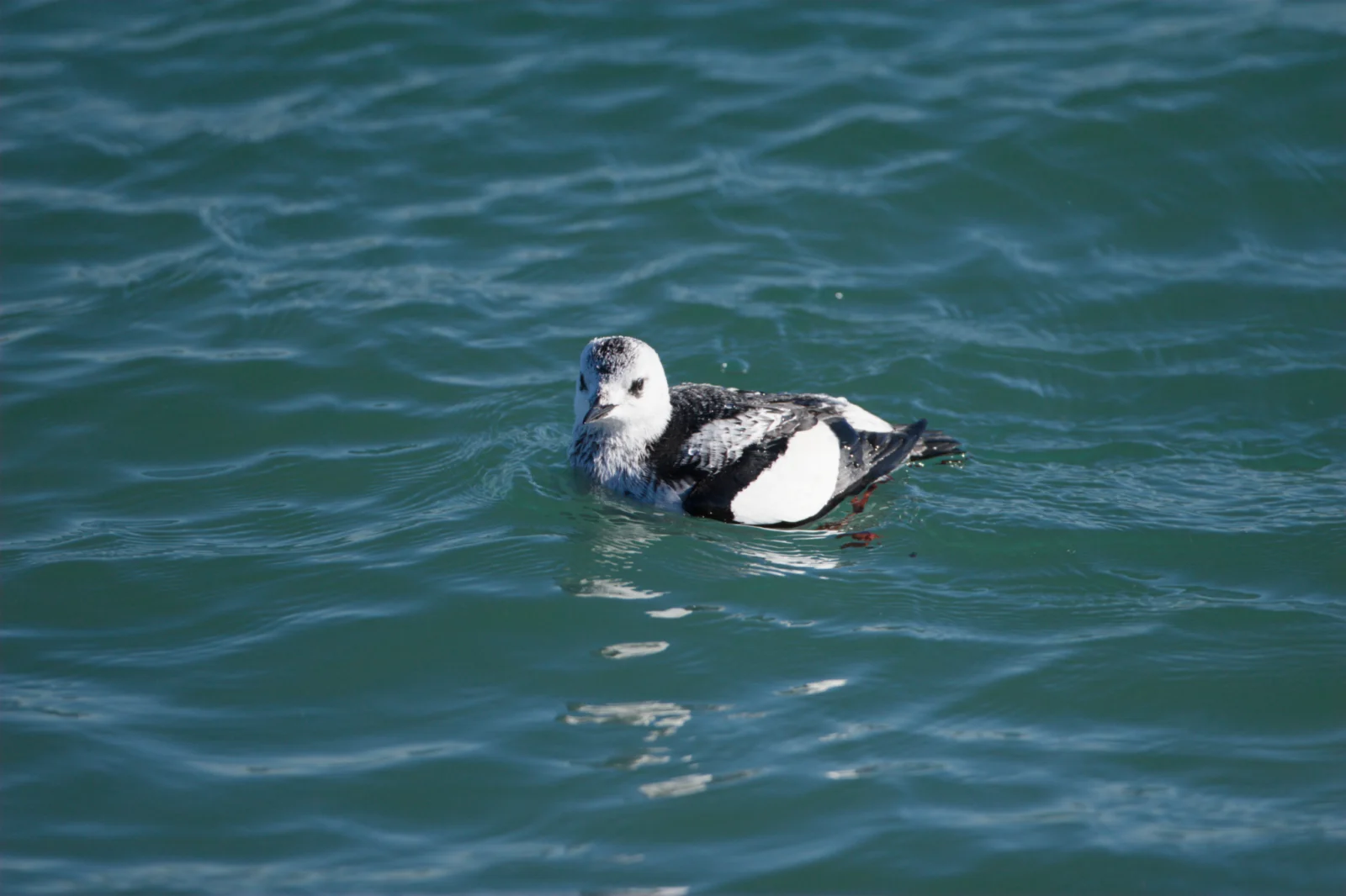 Black Guillemot