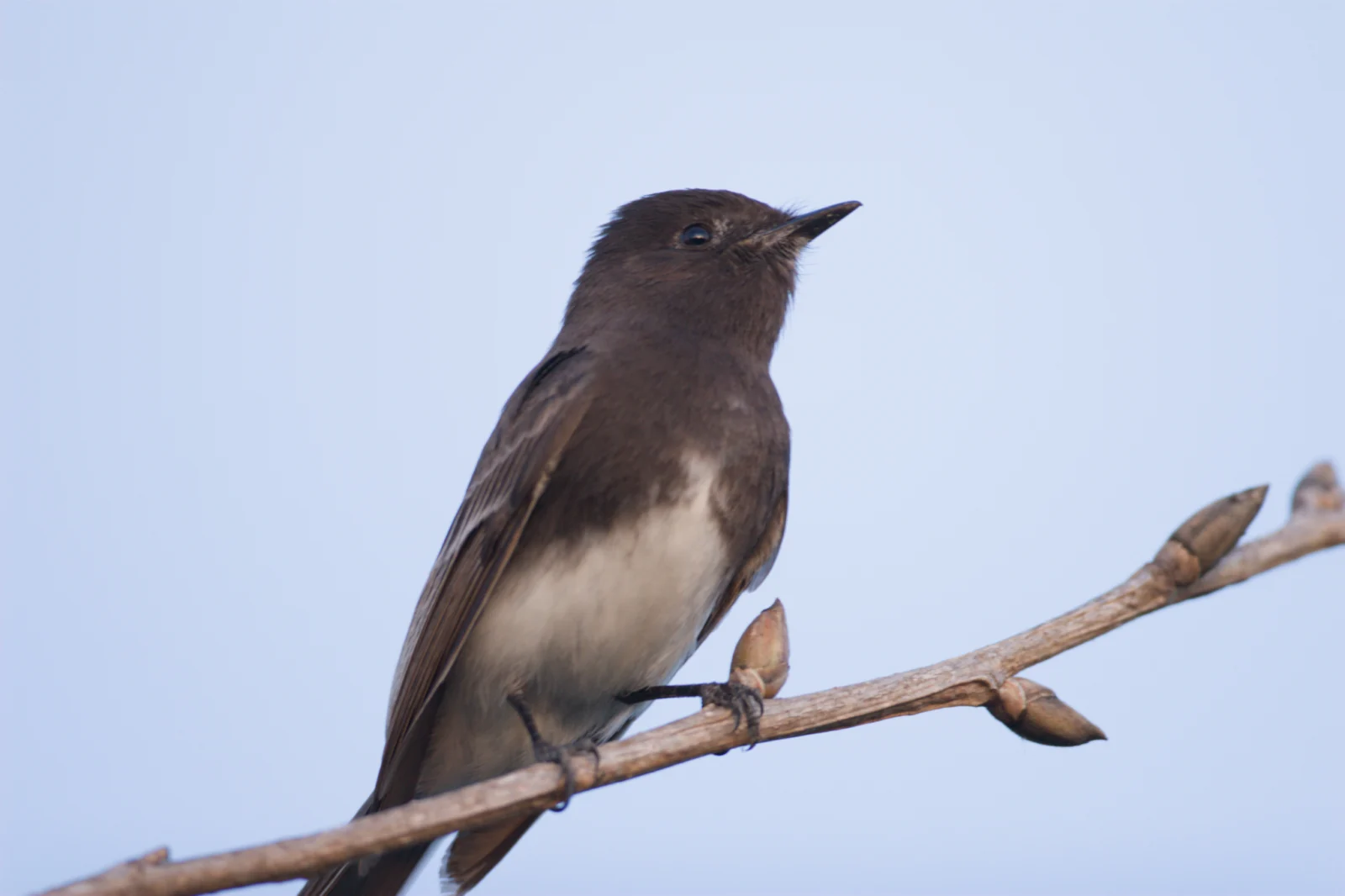 Black Phoebe