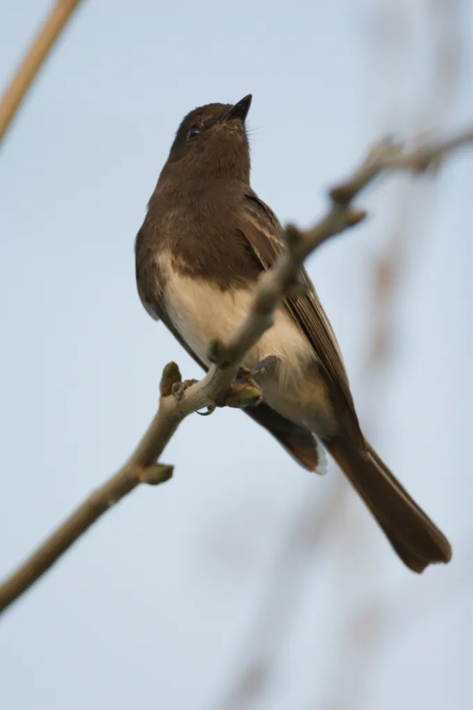 Black Phoebe