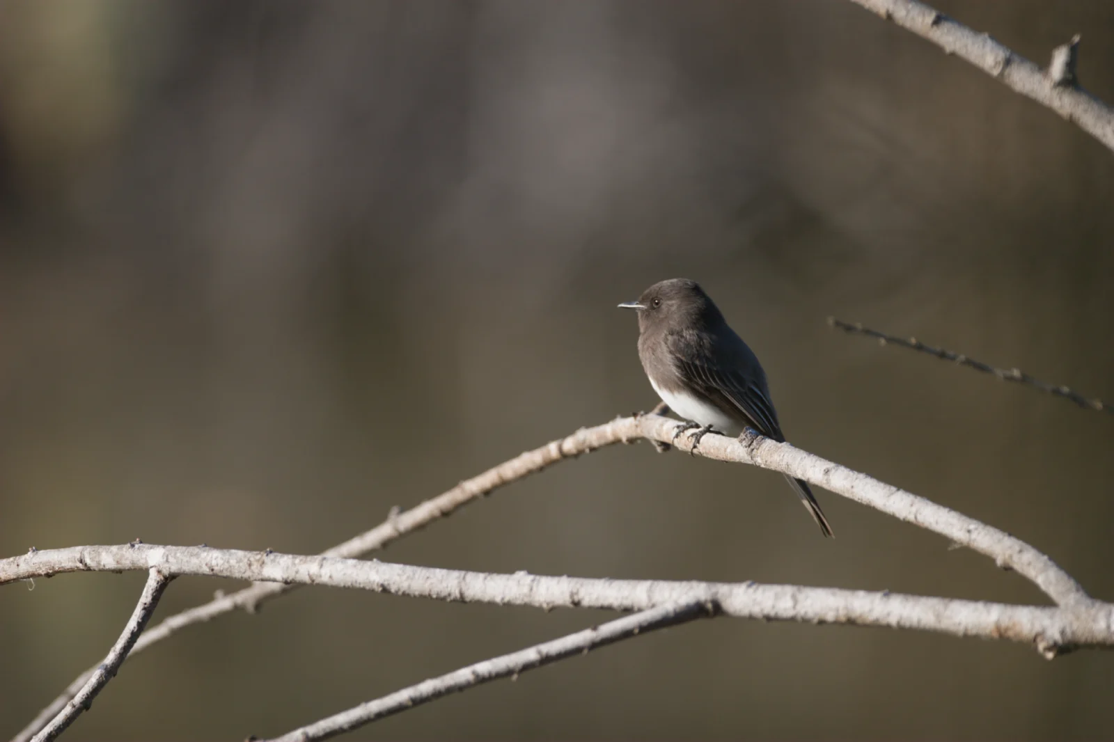 Black Phoebe