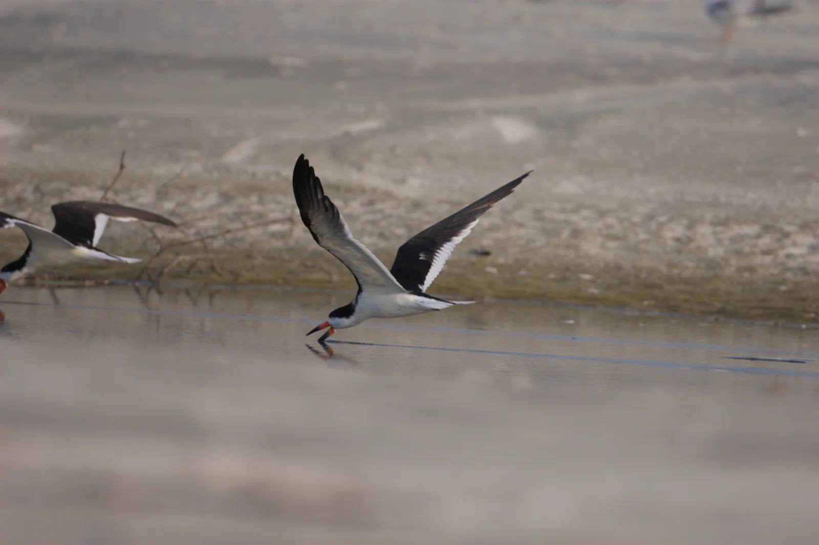 Black Skimmer (Amerikaanse Waterploeër)