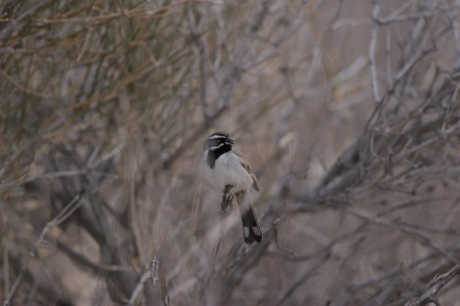 Black-throated Sparrow