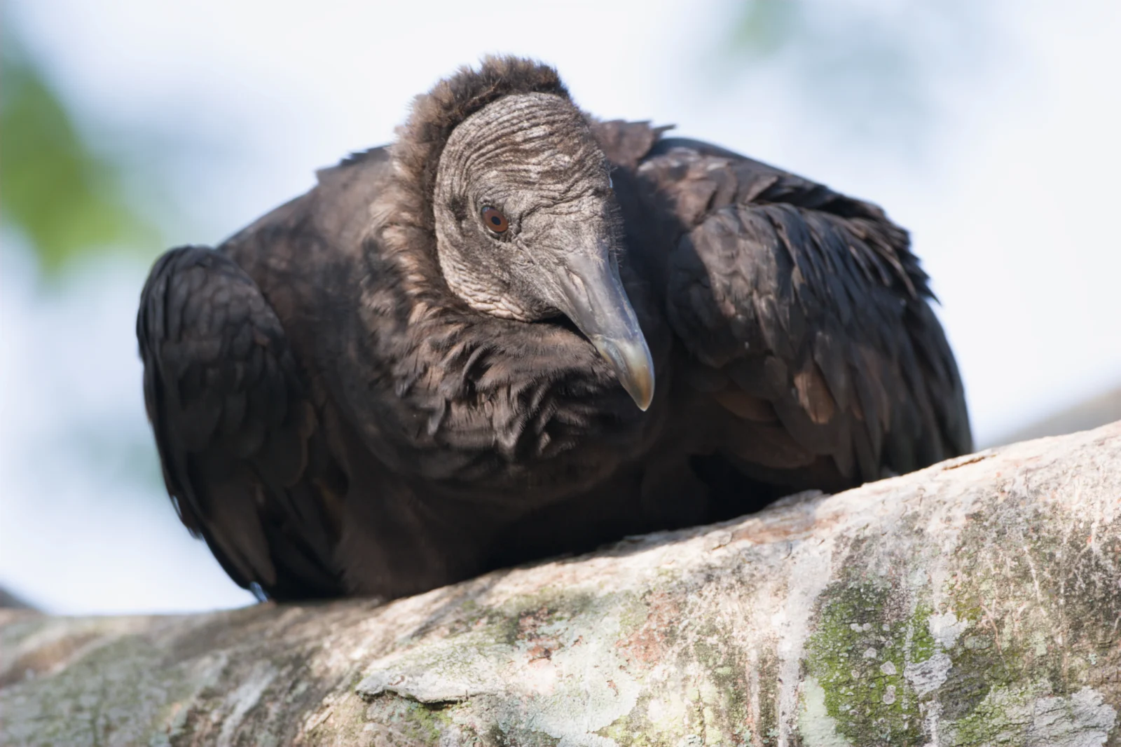 Black Vulture
