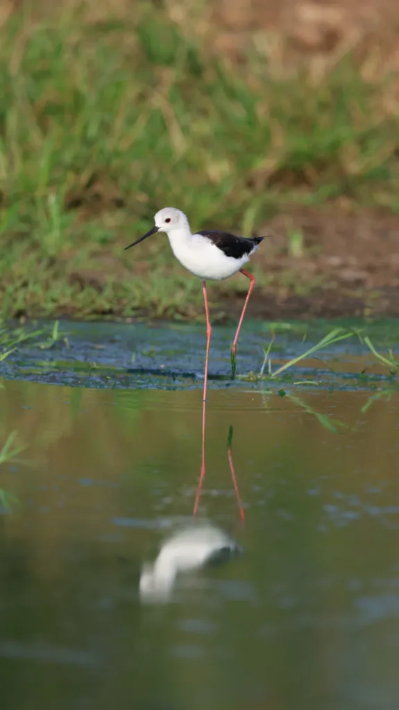 Black-winged Stilt (Rooipootelsie)