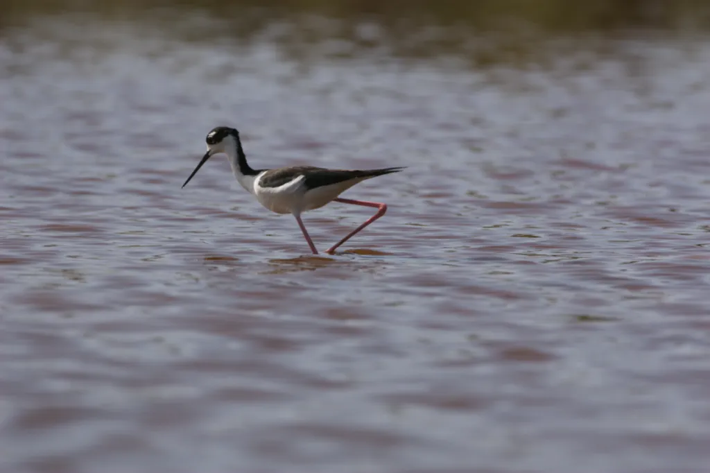Black-winged Stilt (Rooipootelsie)