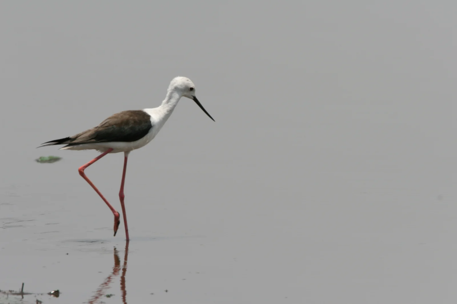 Black-winged Stilt (Rooipootelsie)