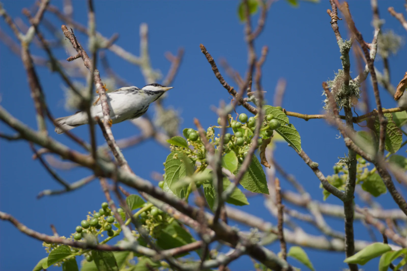 Blackpoll Warbler