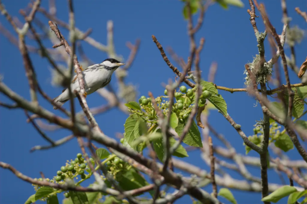 Blackpoll Warbler