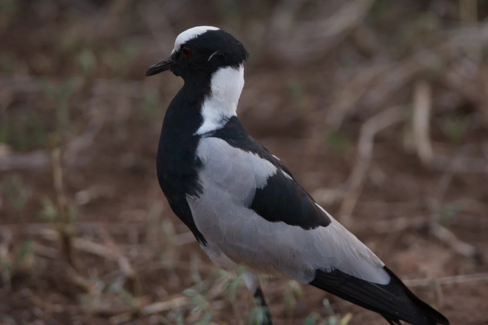 Blacksmith Lapwing (Bontkiewiet)