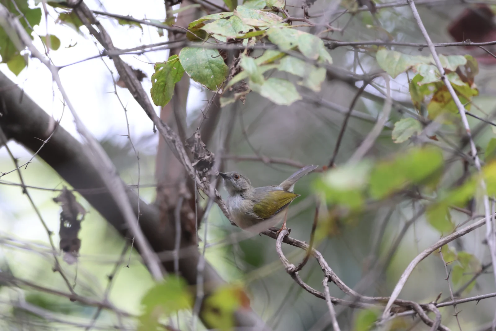 Bleating Camaroptera (Kwêkwêvoël)
