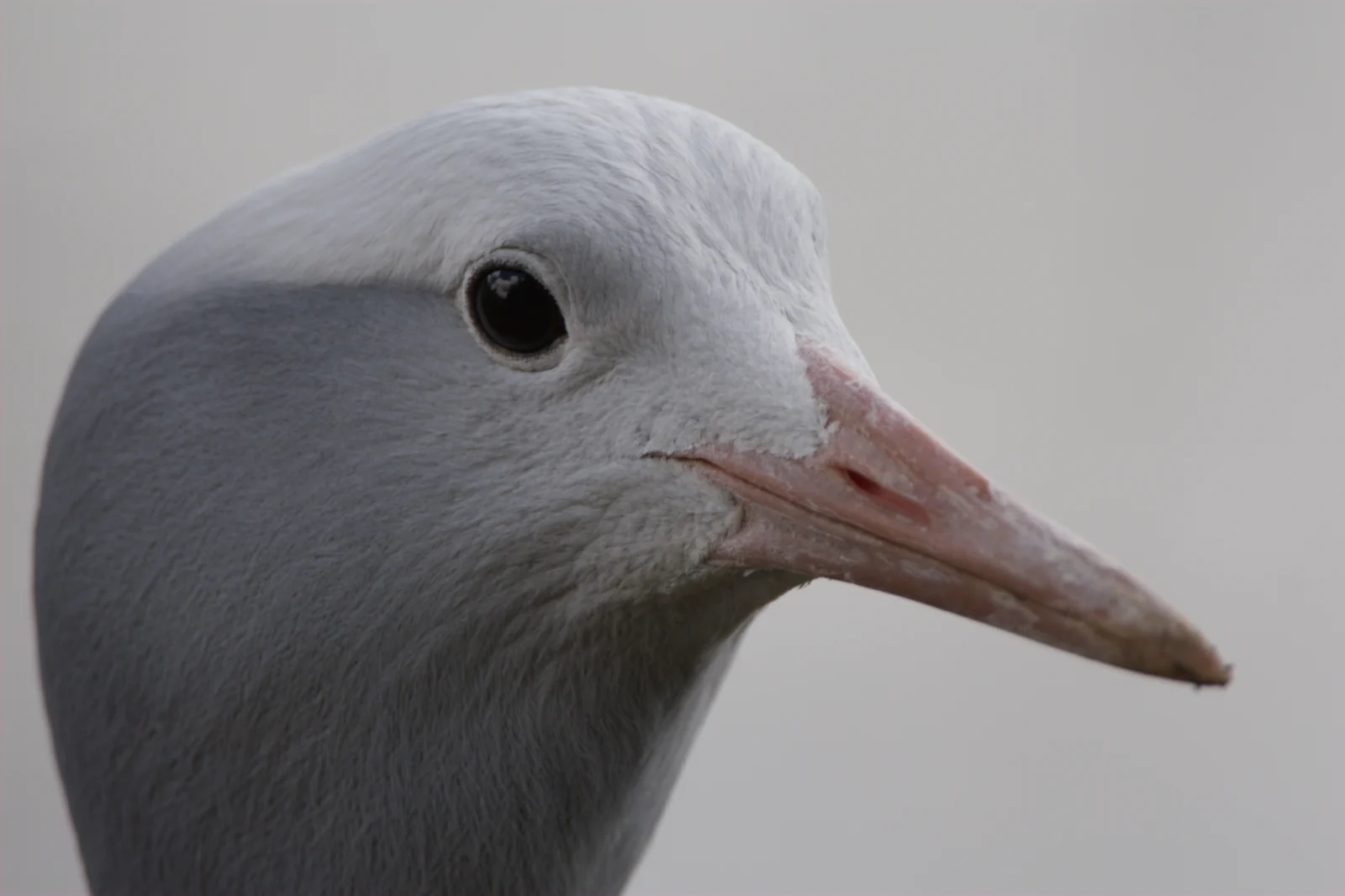 Blue Crane (Bloukraanvoël)