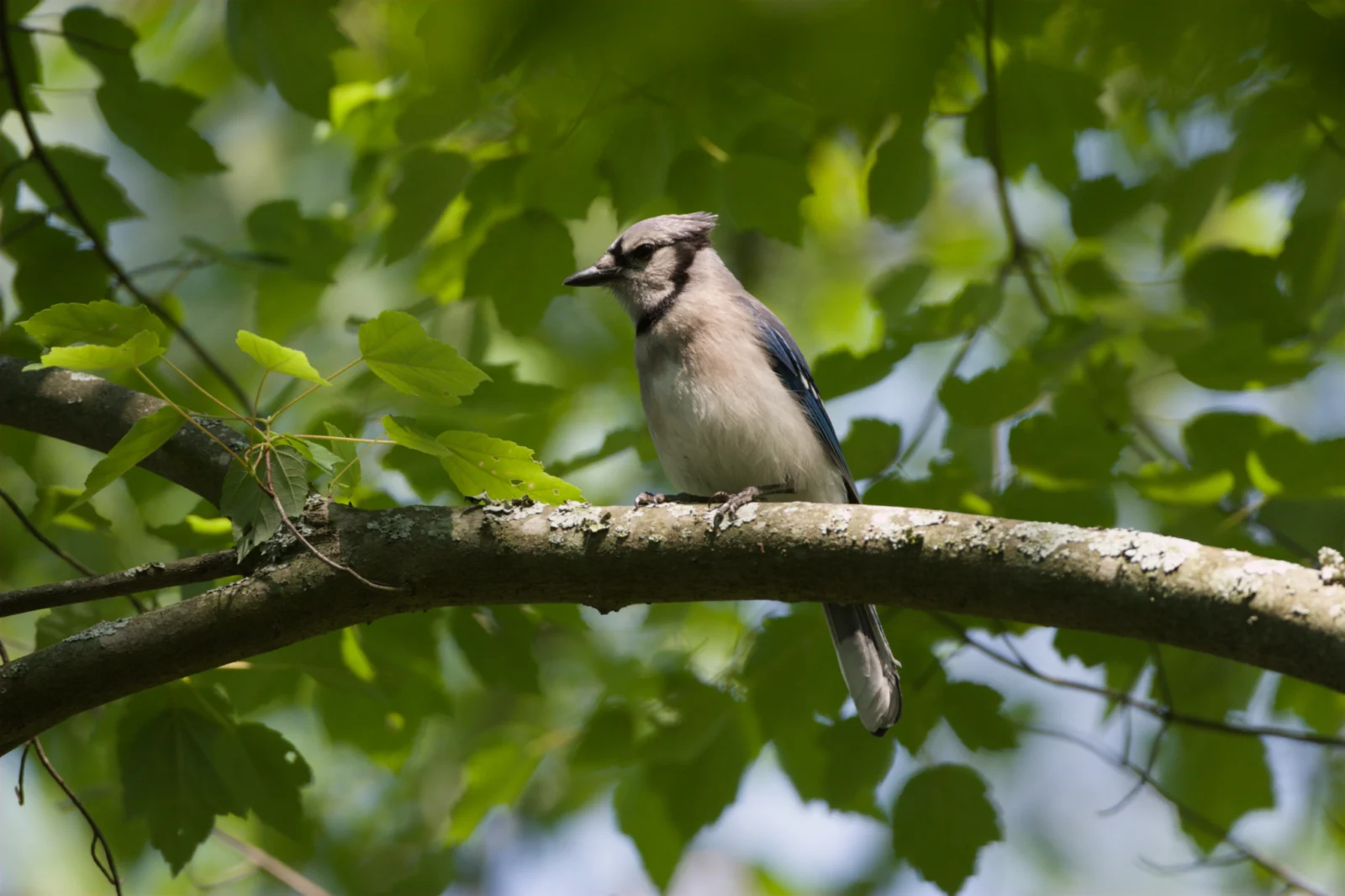 Blue Jay