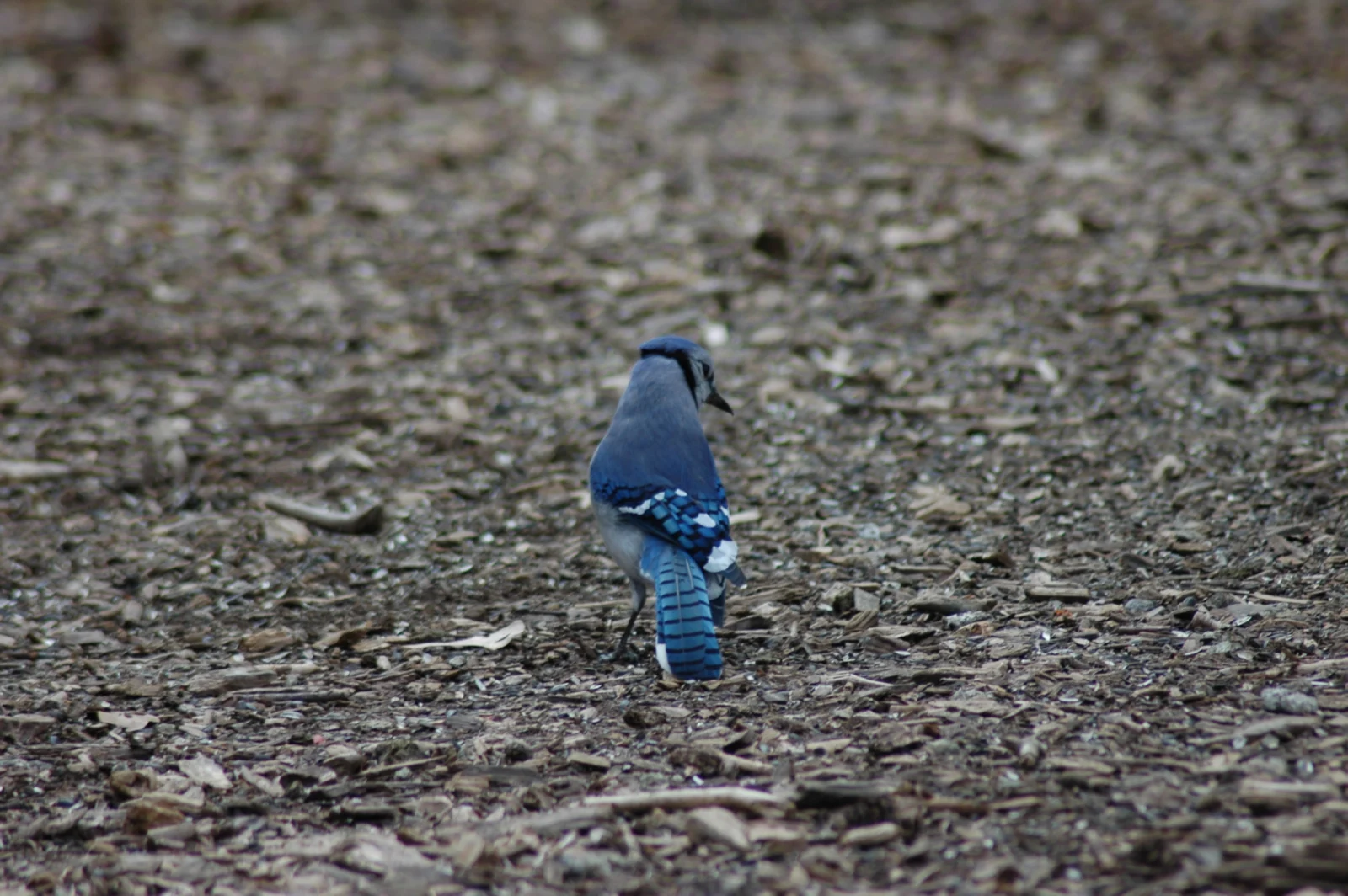Blue Jay