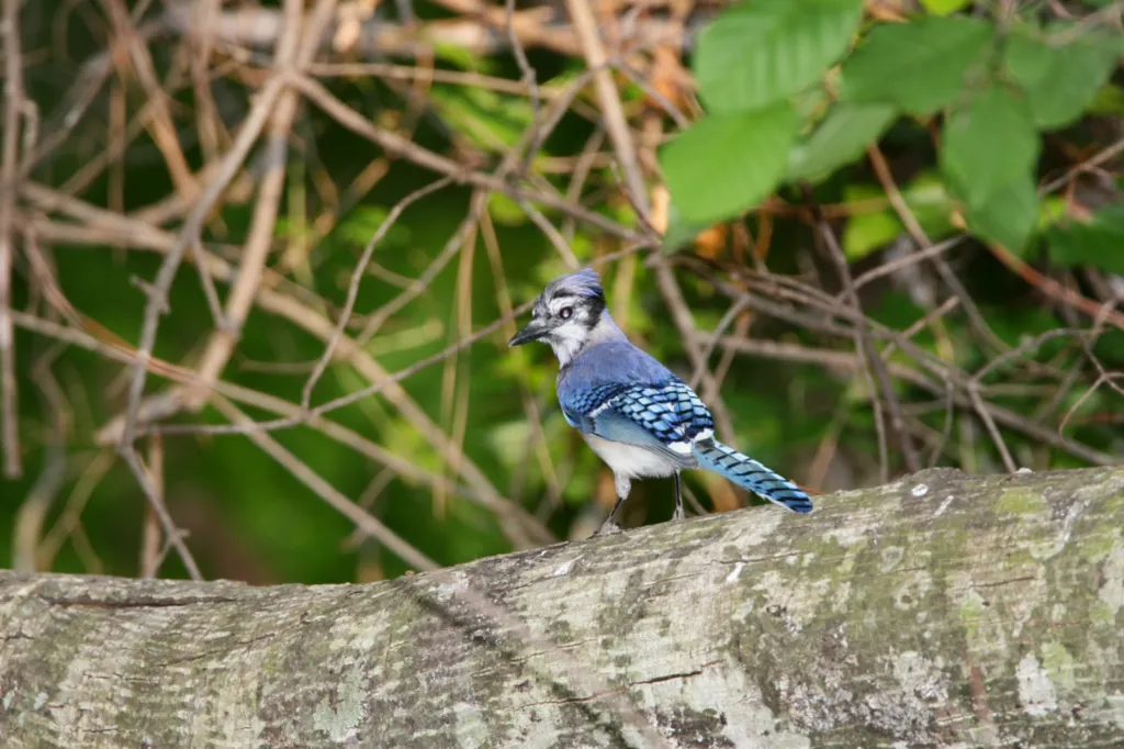 Blue Jay